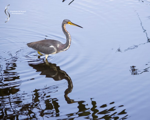 Wakodahatchee Wetlands: Delray Beach: Dec 30, 2014 8141