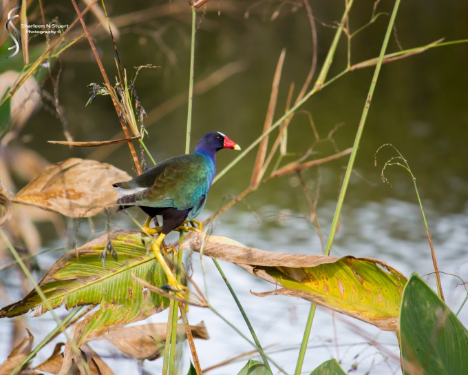 Wakodahatchee Wetlands: Delray Beach: Dec 30, 2014 8145