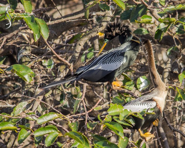 Wakodahatchee Wetlands: Delray Beach: Dec 30, 2014 8145