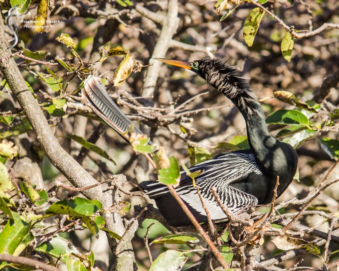 Wakodahatchee Wetlands: Delray Beach: Dec 30, 2014 8183