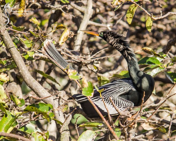 Wakodahatchee Wetlands: Delray Beach: Dec 30, 2014 8183