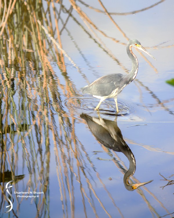 Wakodahatchee Wetlands: Delray Beach: Dec 30, 2014 8226