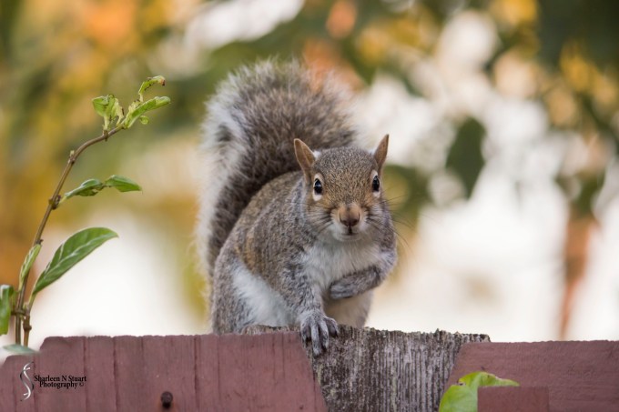 Outback on the Canal:  January 26, 2015 0173
