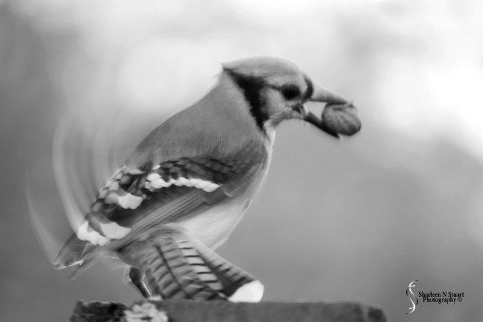 Flawed Image:  January 29, 2015 0401