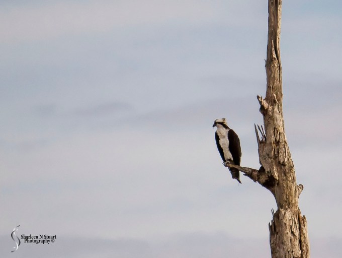 Enroute home:  January 29, 2015 0407