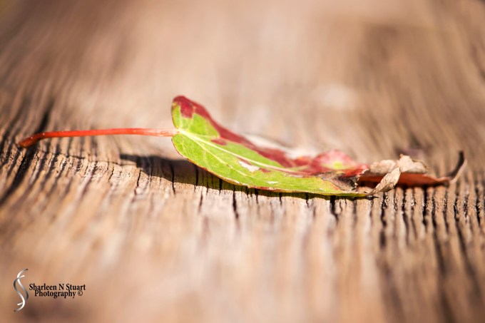 Wakodahatchee Wetlands: January 30, 2015 0503