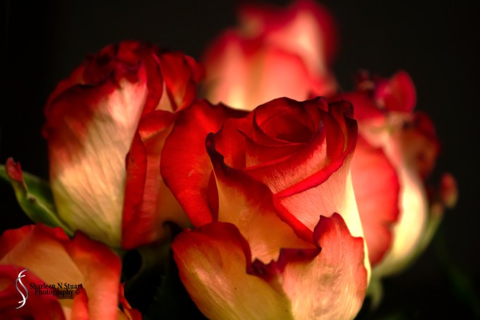 Capturing the Year 52 Week Project: Red: Feb 8, 2015