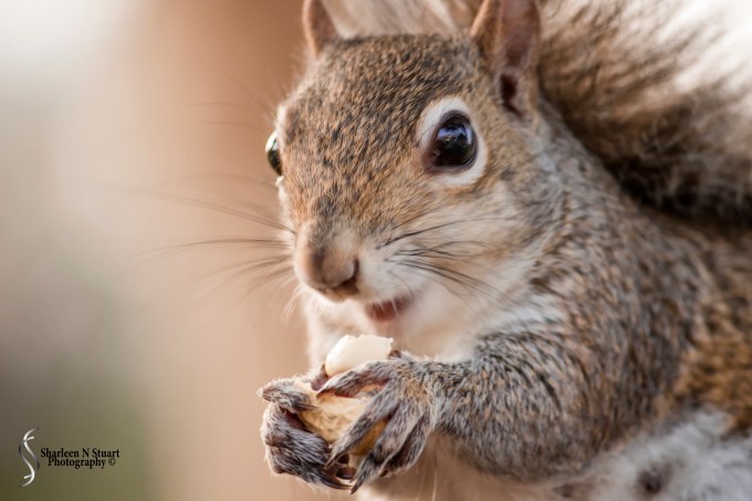 Outback on the canal:  Feb 17 2015 2120