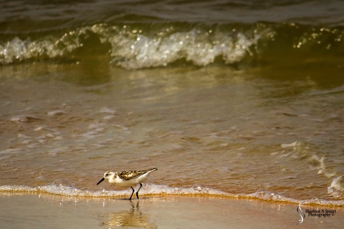Gamble Rogers State Park, Flagler, Florida, September 7, 2014 72