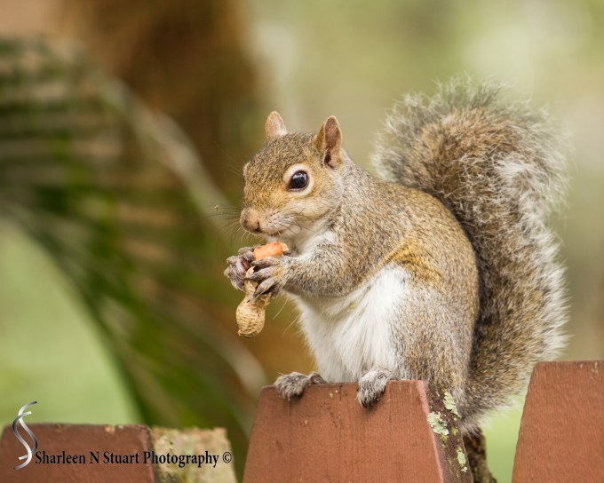 Outback on the Canal:  January 1, 2015: 8275