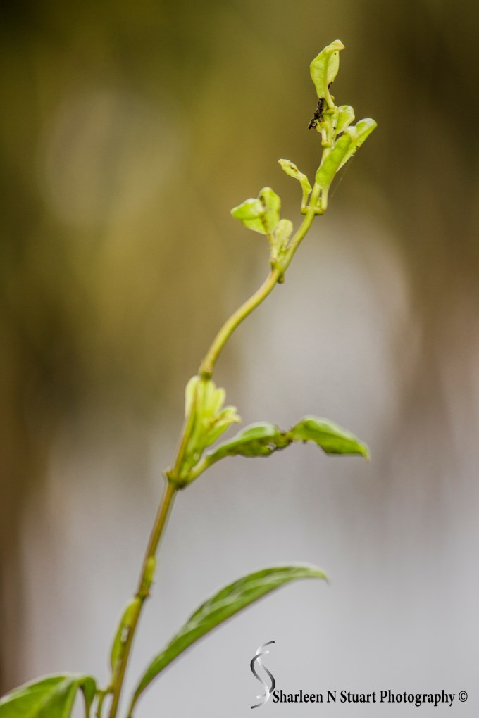 Outback on the Canal:  January 1, 2015: 8278