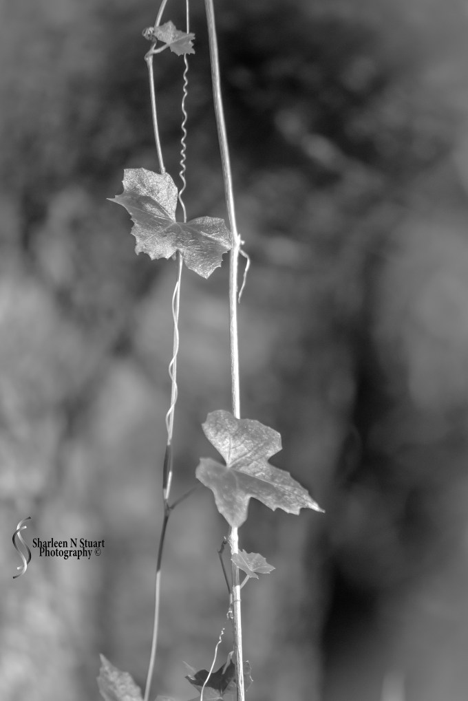 Wakodahatchee Wetlands: January 9, 2015: 8967