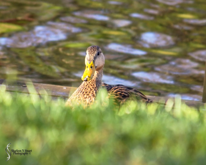 Out on the back canal:  January 10: 2015 8981