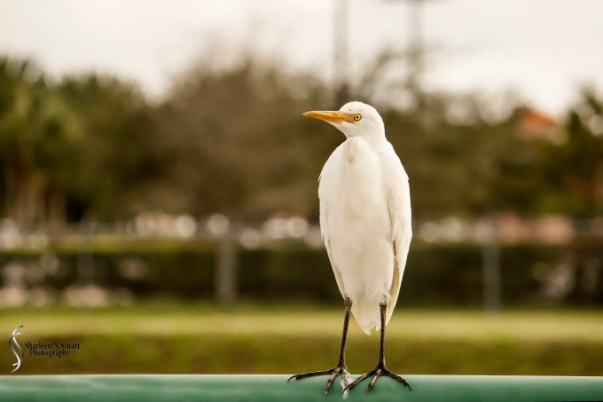 On the road:  January 15, 2015:  9296