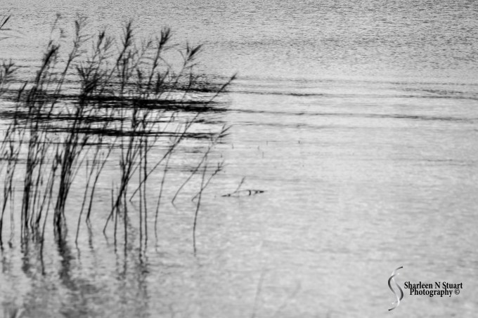 At the Lake: January 17, 2014 9603