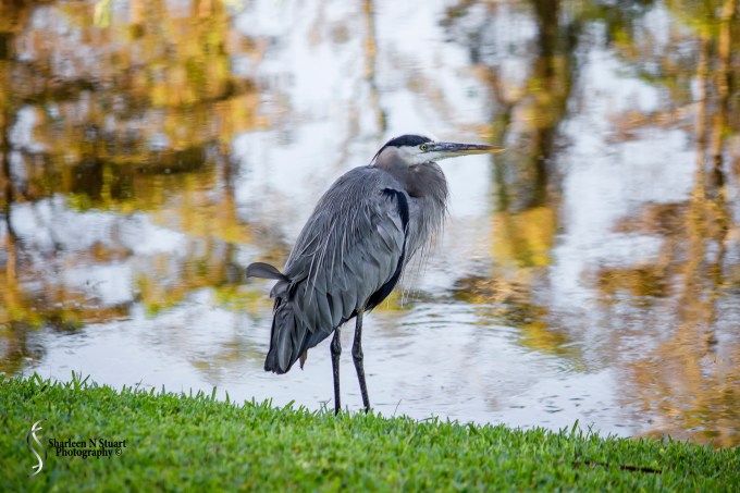 Outback on the Canal:  January 21 2015 9884