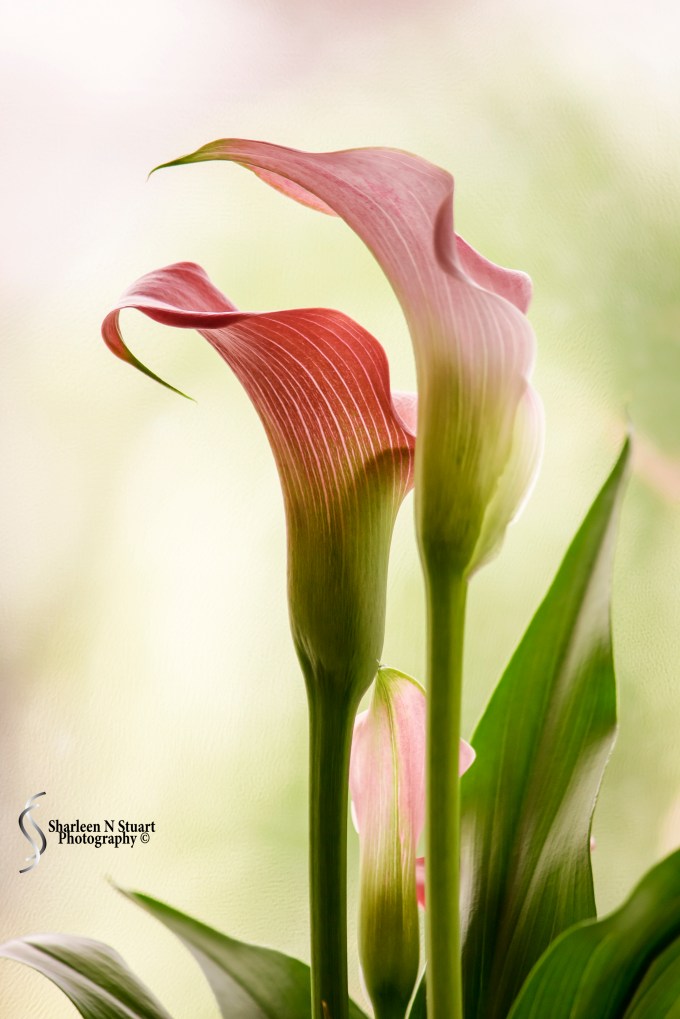 M4H:  Light:  January 23, 2014