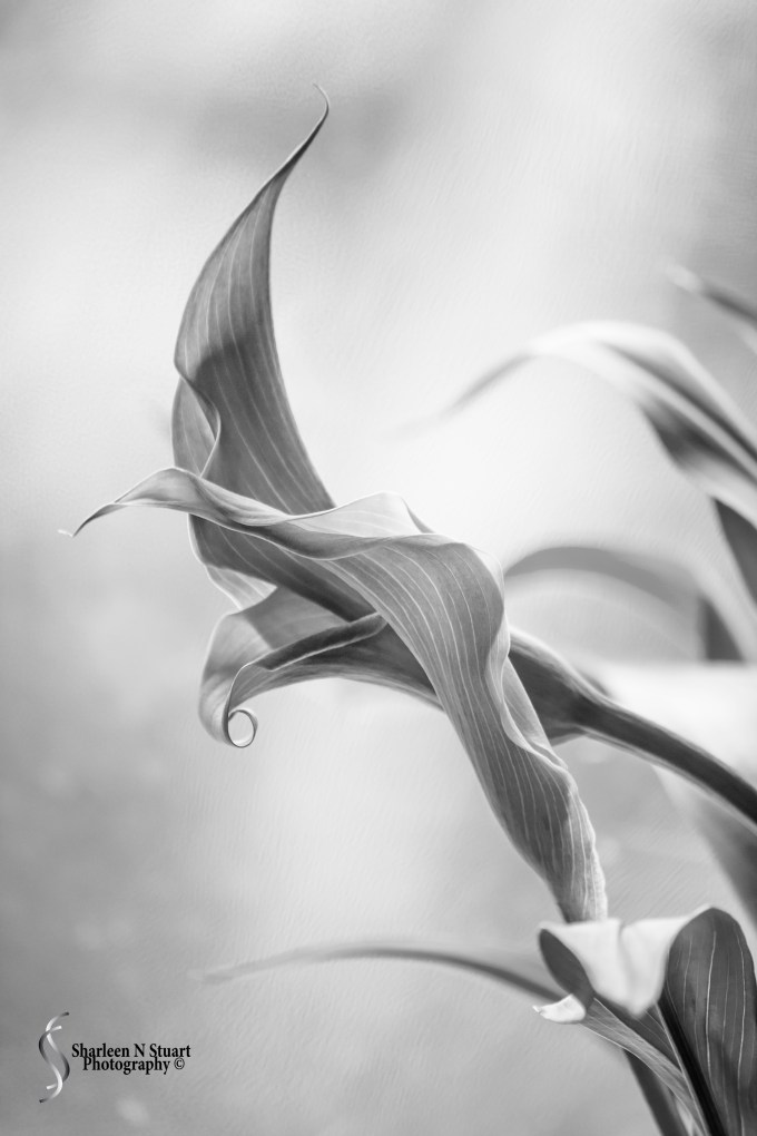 Natural Light: January 23, 2014 9951