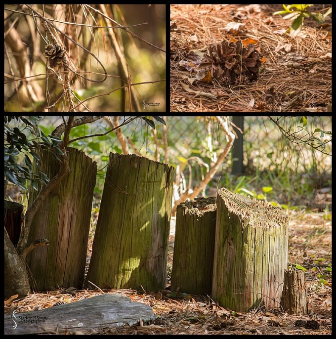 Sante Fe Rehabilitation and Teaching Zoo: February 12, 2015 1756