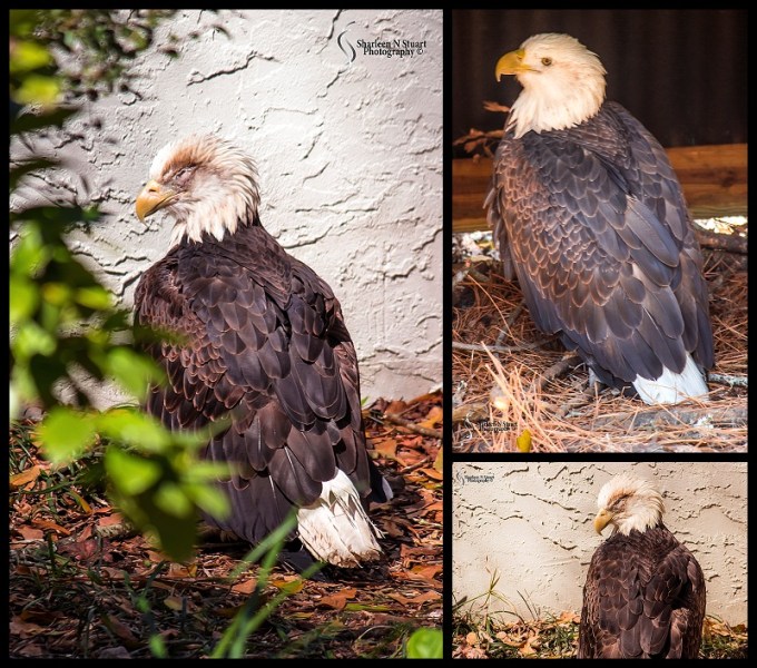 Sante Fe Rehabilitation and Teaching Zoo: February 12, 2015 1799