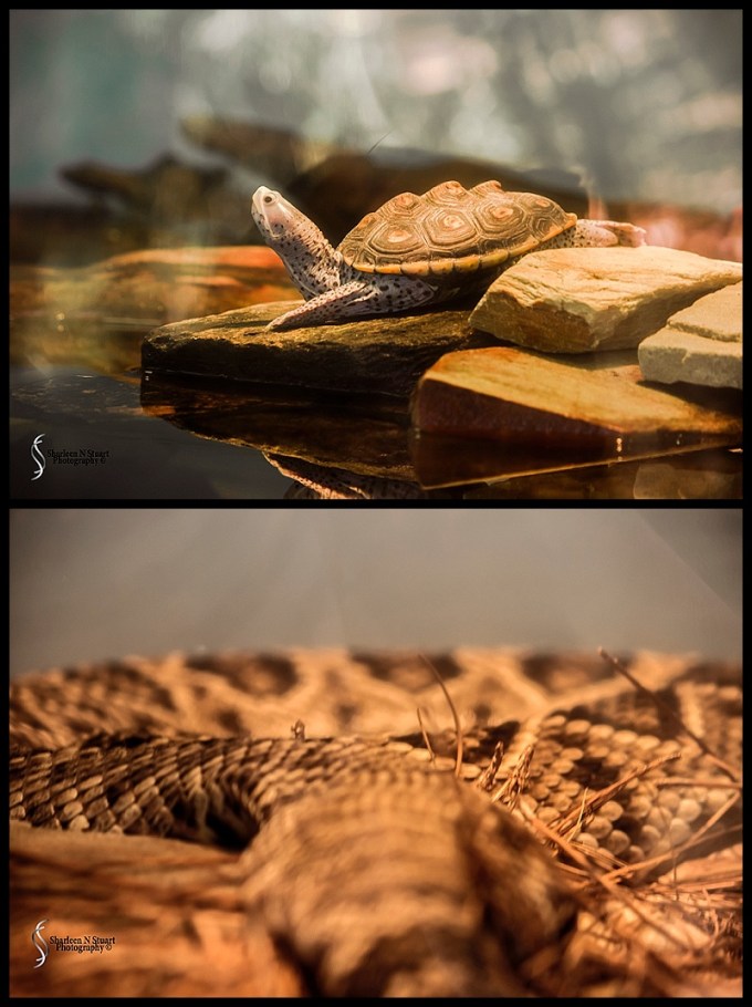 Sante Fe Rehabilitation and Teaching Zoo: February 12, 2015 1808