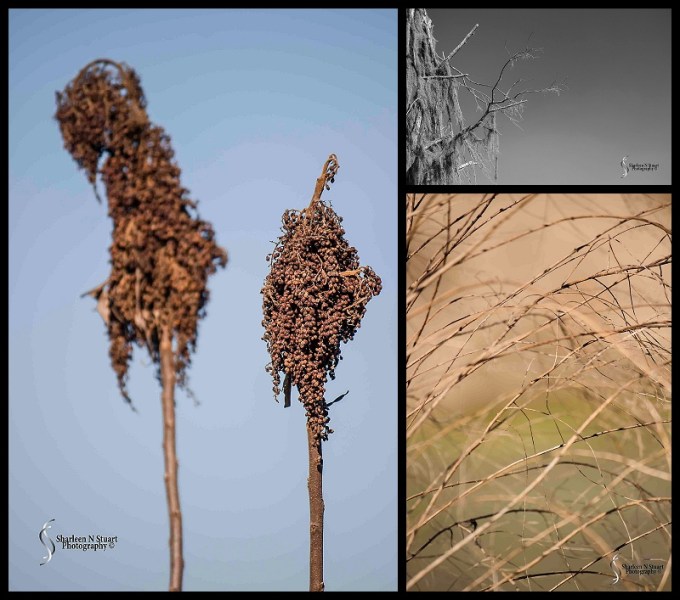 Paynes Prairie:  February 13, 2015 1898