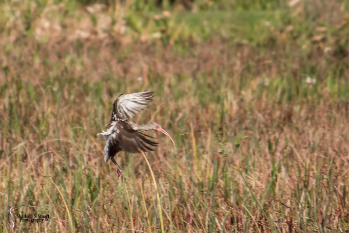 Green Cay Wetlands: February 1, 2015 0847