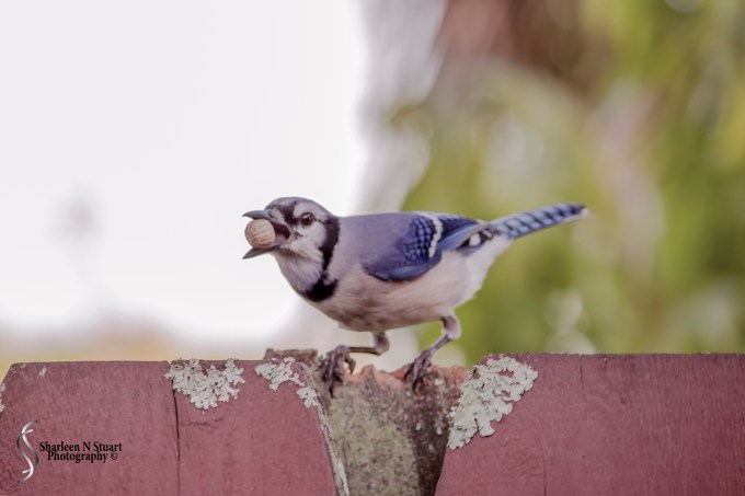 Outback on the Canal:  February 2, 2015 0896