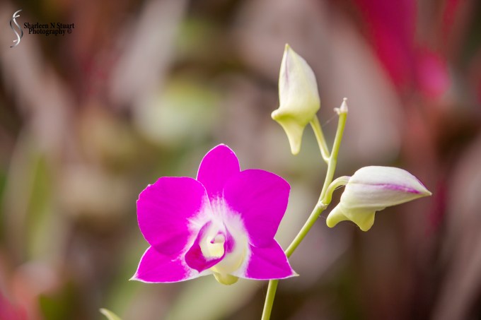 Outback on the Canal:  February 2, 2015 0906