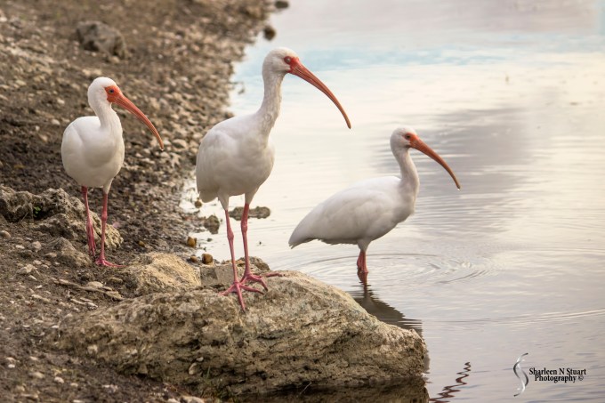 Outback on the Canal:  February 4 2015 0960