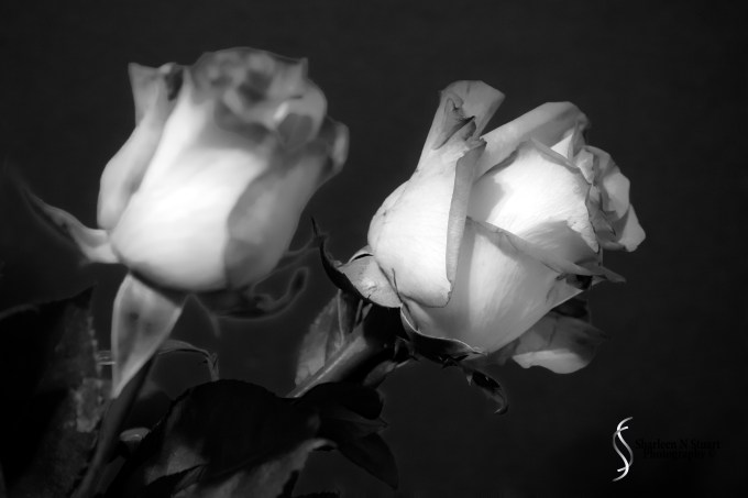 Rose:  February, 5, 2015 0989