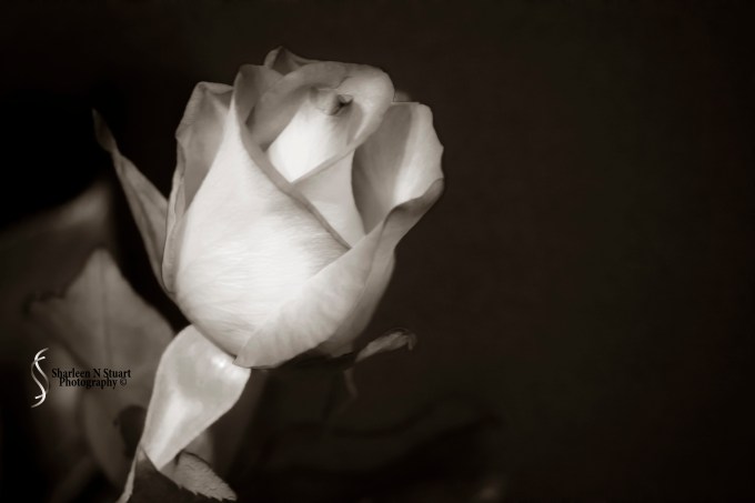 Rose:  February, 5, 2015 0996