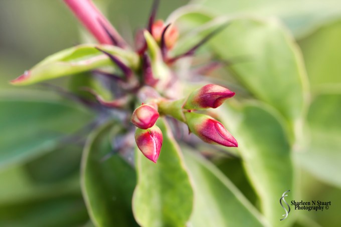 Outback on the Canal:  February 6, 2015 1073