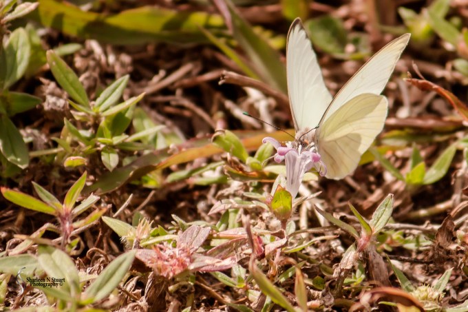 South County Park:  February 7, 2015 1127