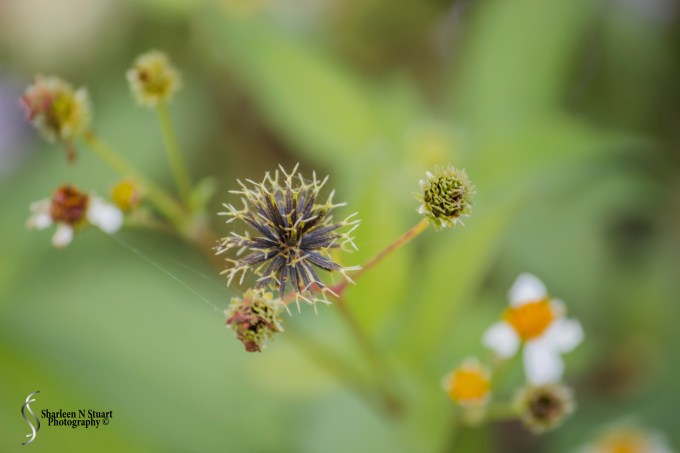 South County Park:  February 7, 2015 1129