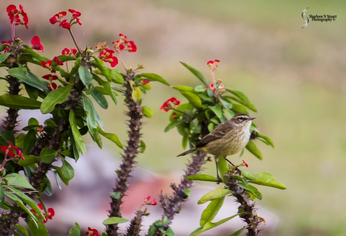 Outback on the Canal:  February 8, 2015 1375