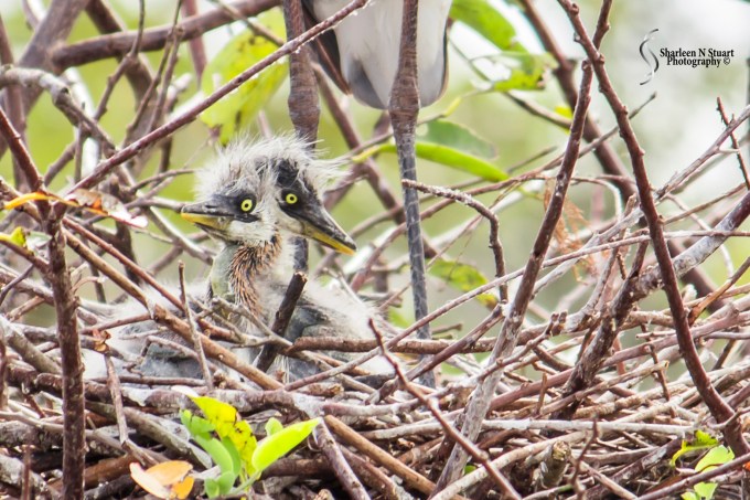 Wakodahatchee Wetlands:  February 8, 2015 1486