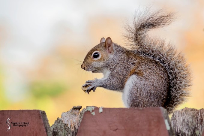 Outback on the Canal:  February 9, 2015 1587