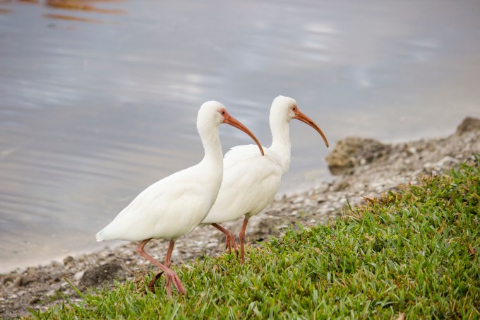 Outback on the Canal:  February 9, 2015 1596