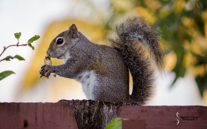 Outback on the Canal:  February 10, 2015 1612