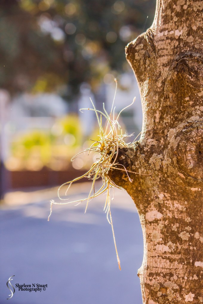 Escaping the Surgery Center: February 11, 2015 1654