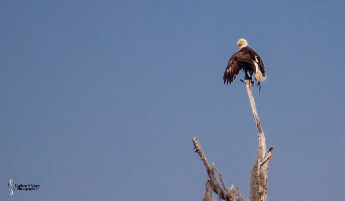 Gainesville: February 12, 2014 1980