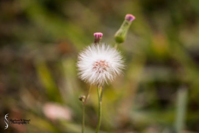 Outback on the canal:  Feb 15, 2015 2065