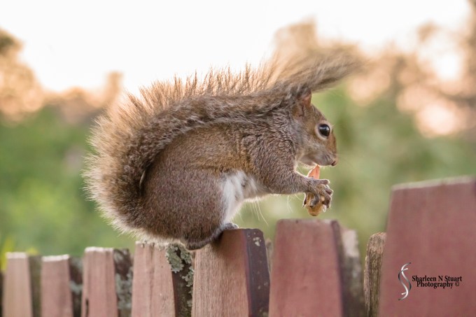 Outback on the canal:  Feb 15, 2015 2080