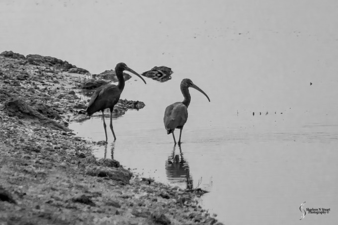 Outback on the Canal:  February 22, 2015 2624