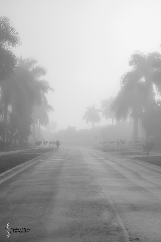 A Foggy Morning: February 23, 2015 2659