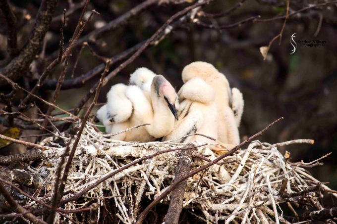Wakadohatchee Wetlands: February 24, 2015 2731