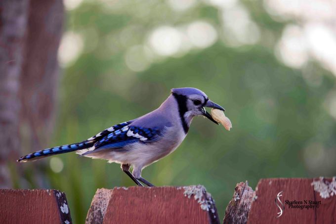 Outback on the canal: February 25, 2015 2842