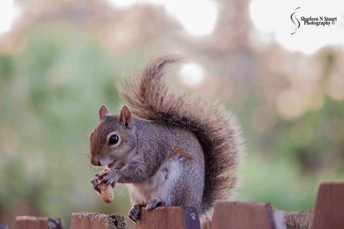 Outback on the canal: February 25, 2015 2845