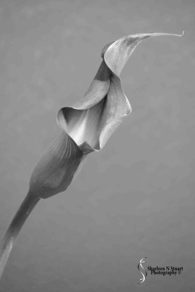 February 26, 2015 2862